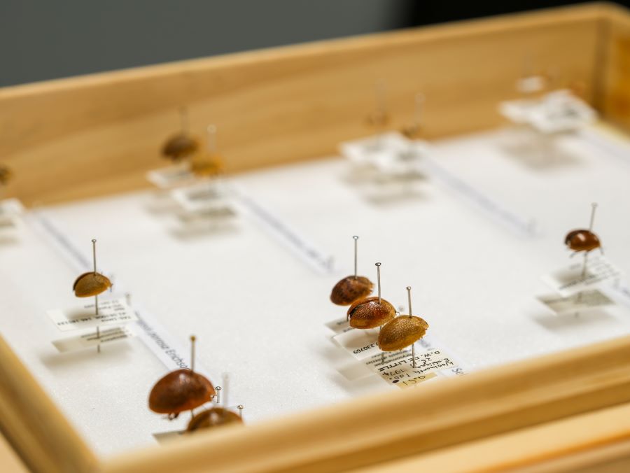 Insect collection