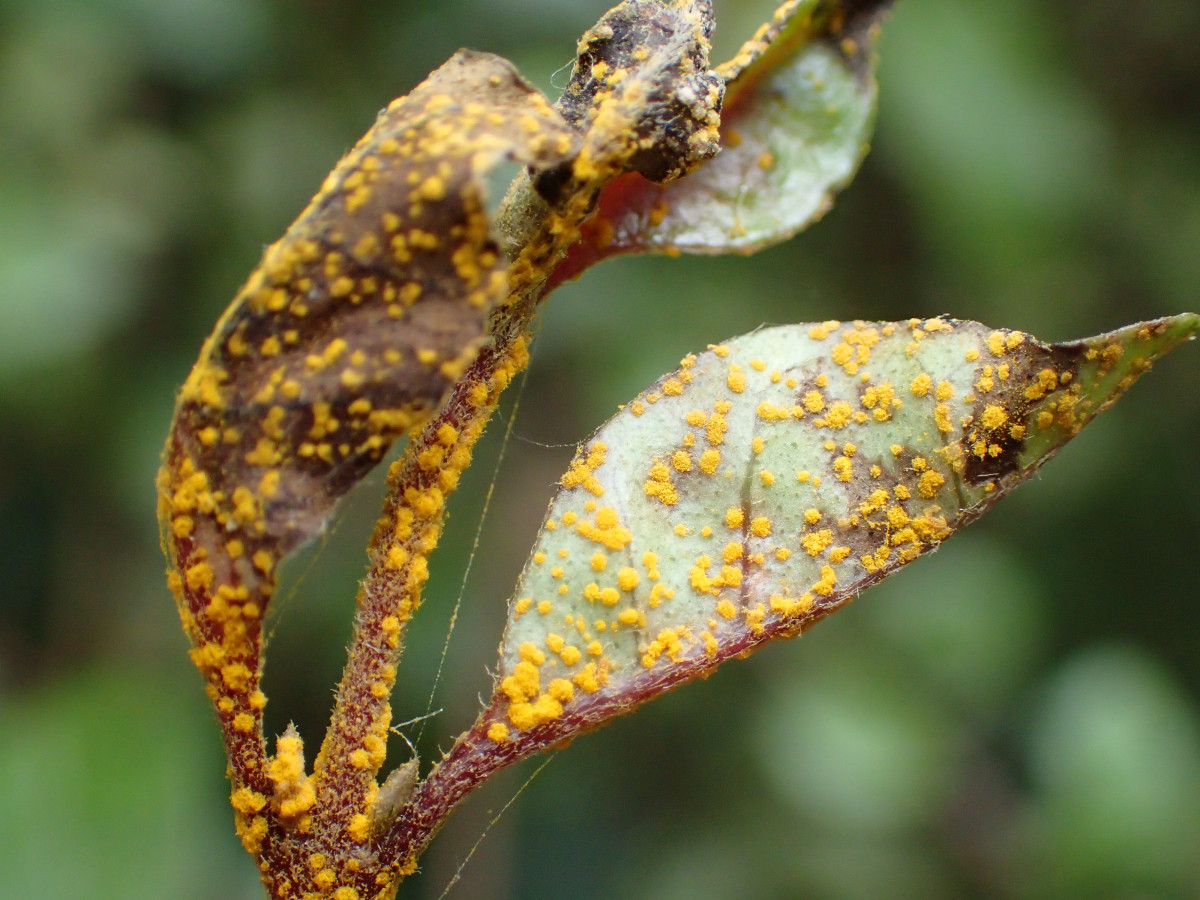 Forest Health Laboratories | Kitmap