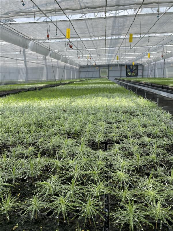 Nursery 2
