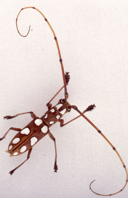 Olenocamptus