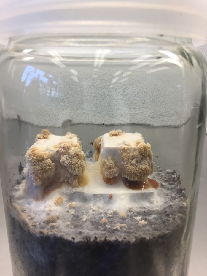 decay fungus in test